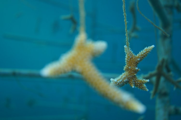 Coral Nursery Reef