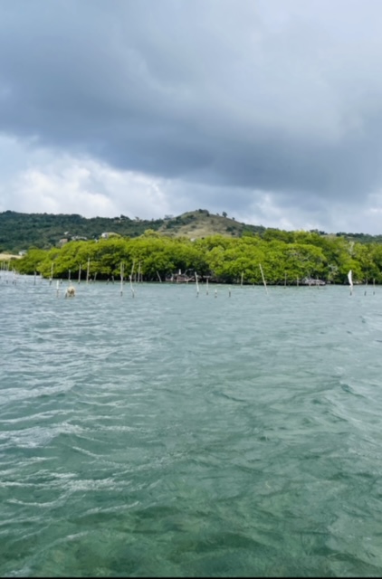 Sea moss farming near Scorpion Island