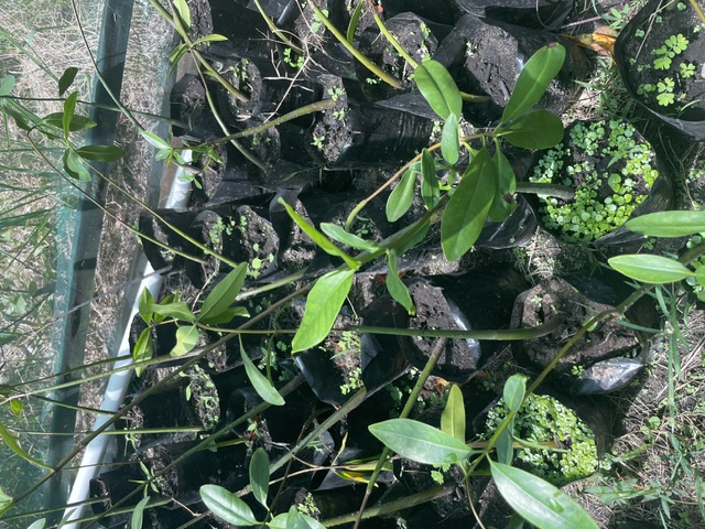 Red mangrove saplings at Ma Kôtè Mangrove nursery