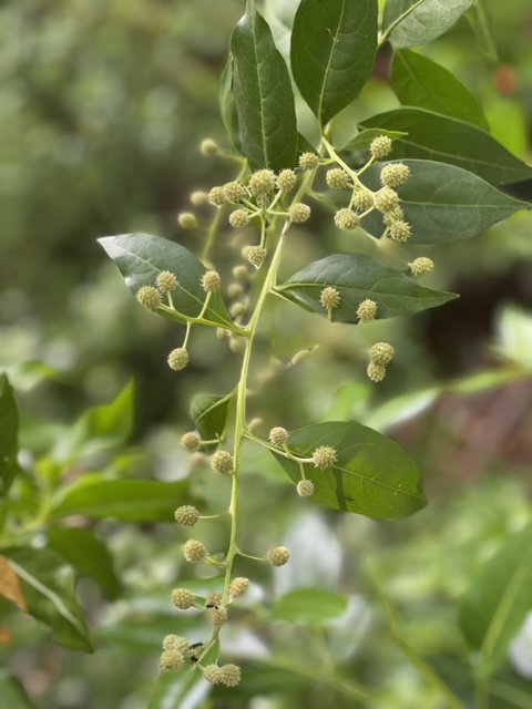 Buttonwood mangrove