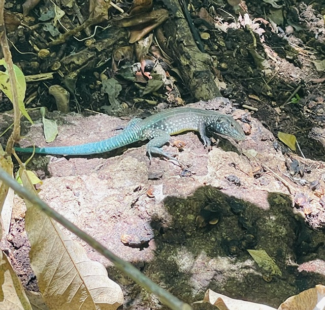 Saint Lucia Whiptail Lizard