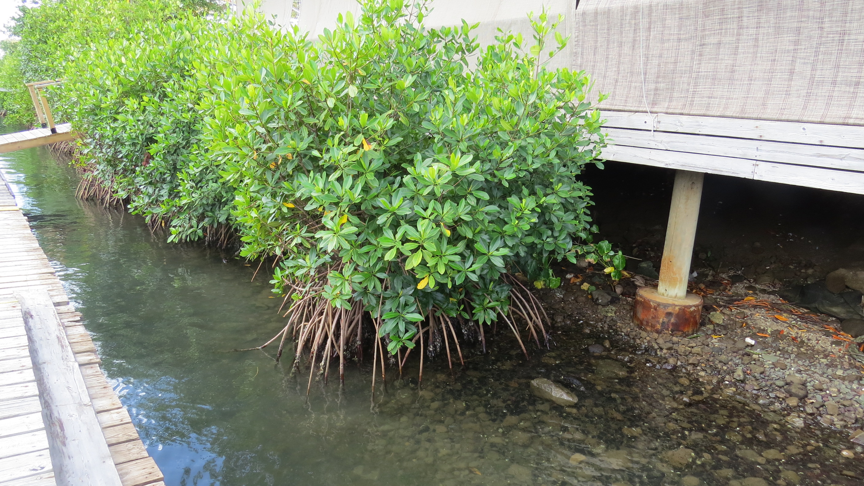 Mangroves.