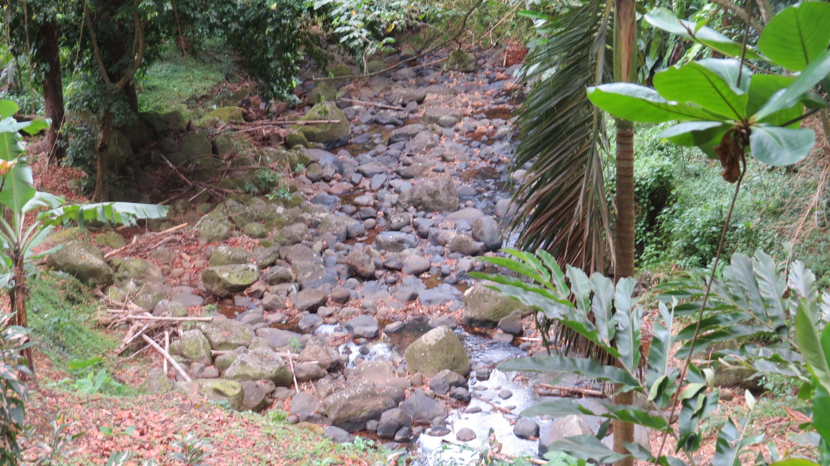 Annandale Waterfall and Forest Park