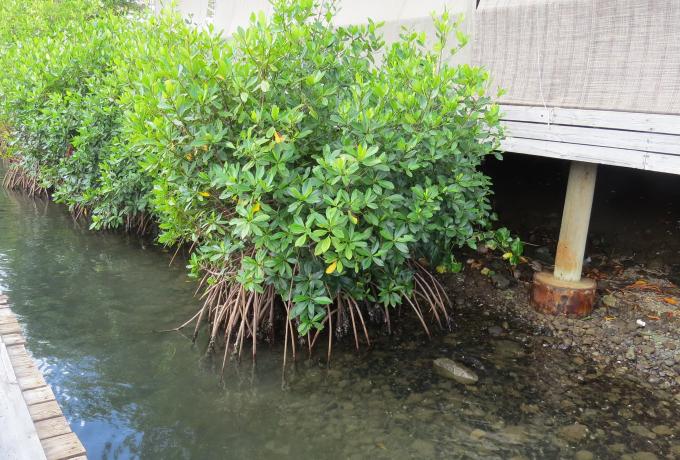 Mangroves.